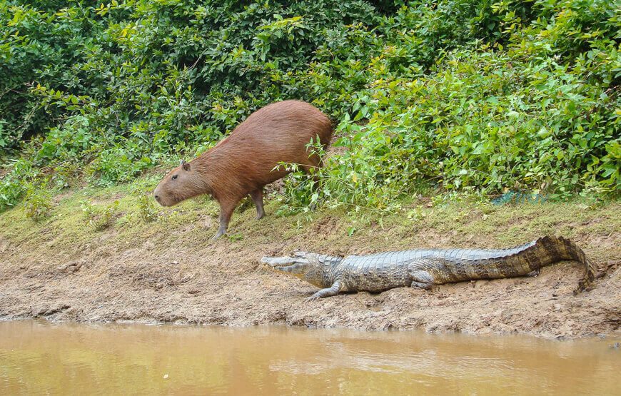 Pampas Wildlife Tour from Rurrenabaque – 3 Days